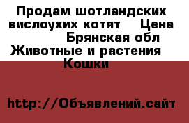 Продам шотландских вислоухих котят! › Цена ­ 3 000 - Брянская обл. Животные и растения » Кошки   